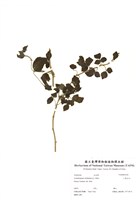 藏品(三葉五加)的圖片